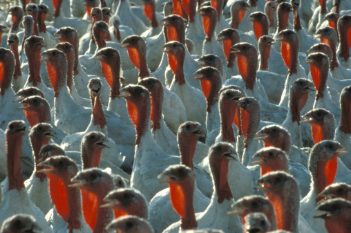 Heimische Geflügelhalter garantieren Sicherheit bei Putenfleisch