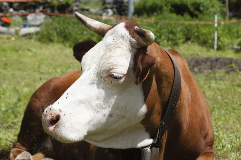 Zwei BSE-Fälle in Deutschland nachgewiesen