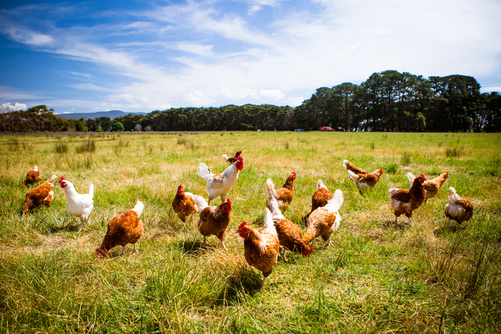 Deutsche Bio-Landwirtschaft fristet Nischendasein