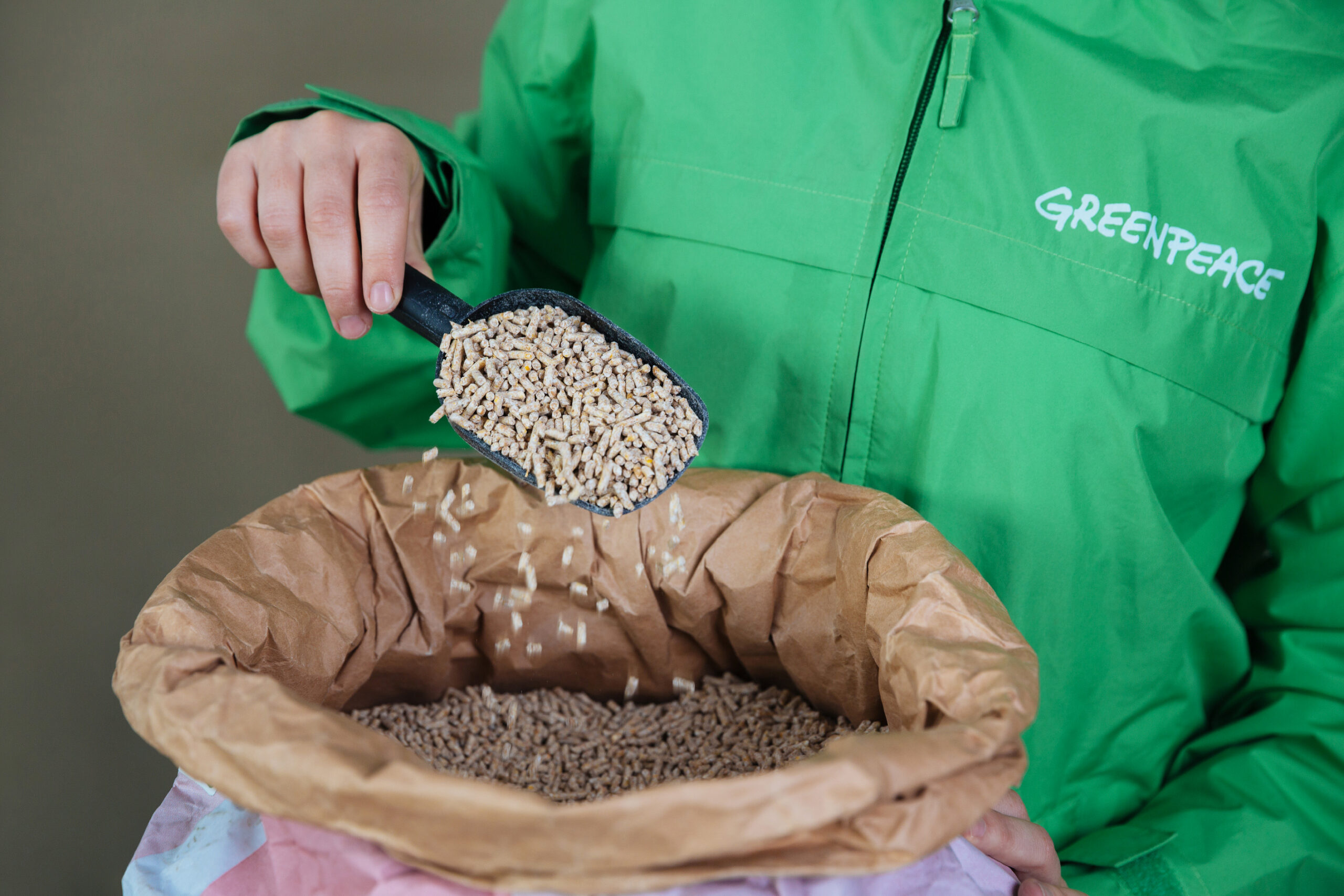 Greenpeace-Test: Gentechnik-Futter bei AMA-Schweinefleisch