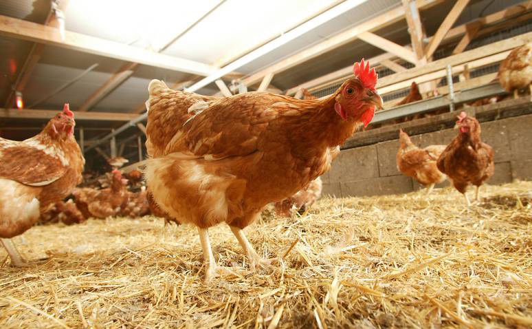Minus 49 Prozent: Geflügelhof reduziert die CO2-Belastung in der Eier-Produktion