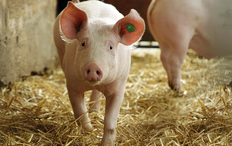 Die Schweine fühlen sich wohl!