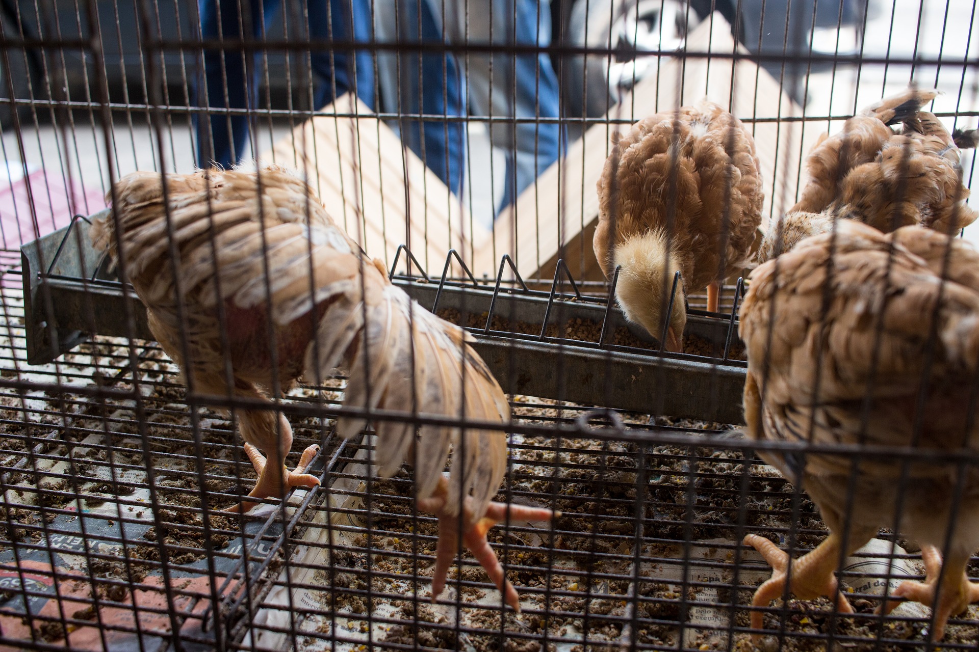 Landwirtschaftsausschuss diskutiert Berichte zur AMA-Marketing, EU-Vorhaben sowie zum Härtefallfonds für die Landwirtschaft