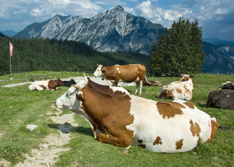 Almauftreiber bleiben von Sanktionen befreit
