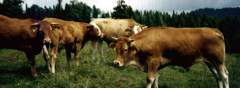 Weniger Rinder, mehr Schweine, Schafe und Ziegen