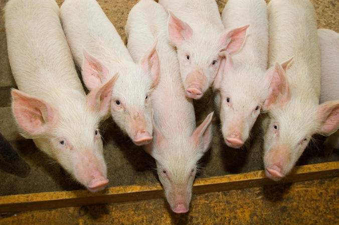 EU-Schweinefleischausfuhren ziehen an
