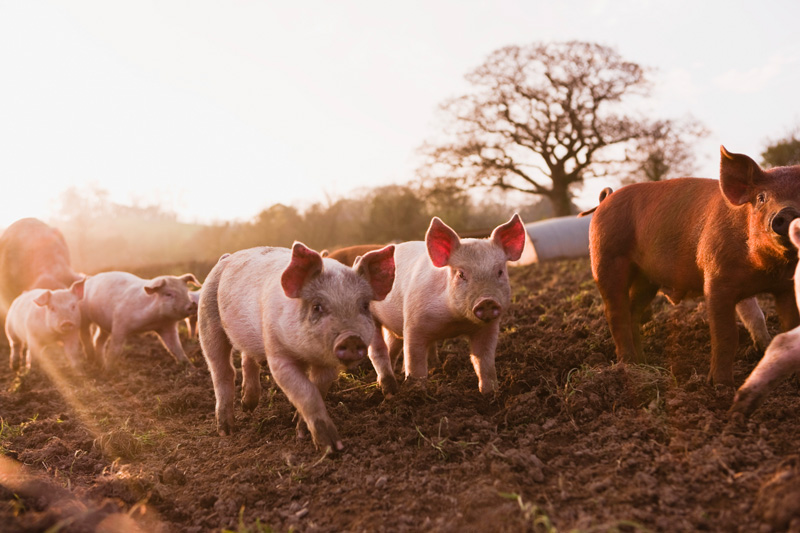 Handelskonflikt: Situation am Schweinemarkt spitzt sich weiter zu