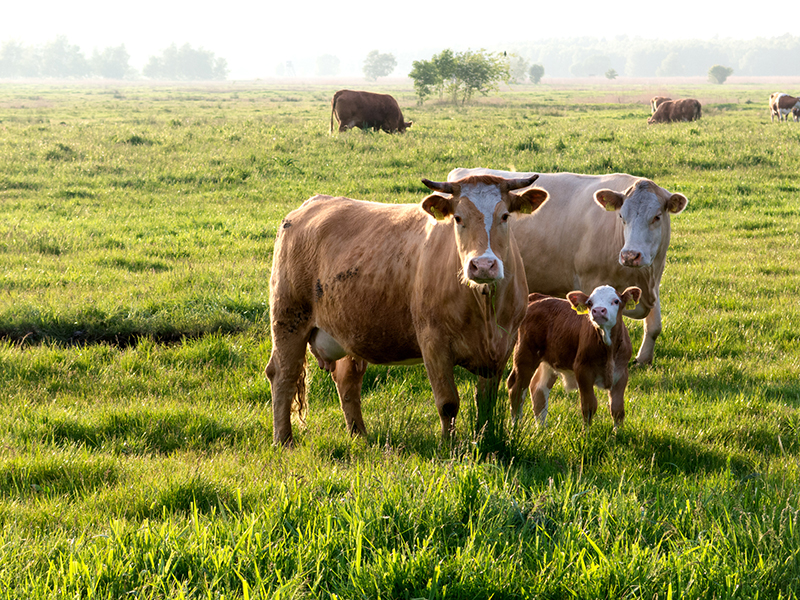 Für Fleisch aus artgerechter Tierhaltung