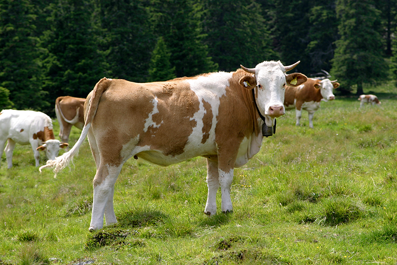Fleisch aus artgerechter Nutztierhaltung