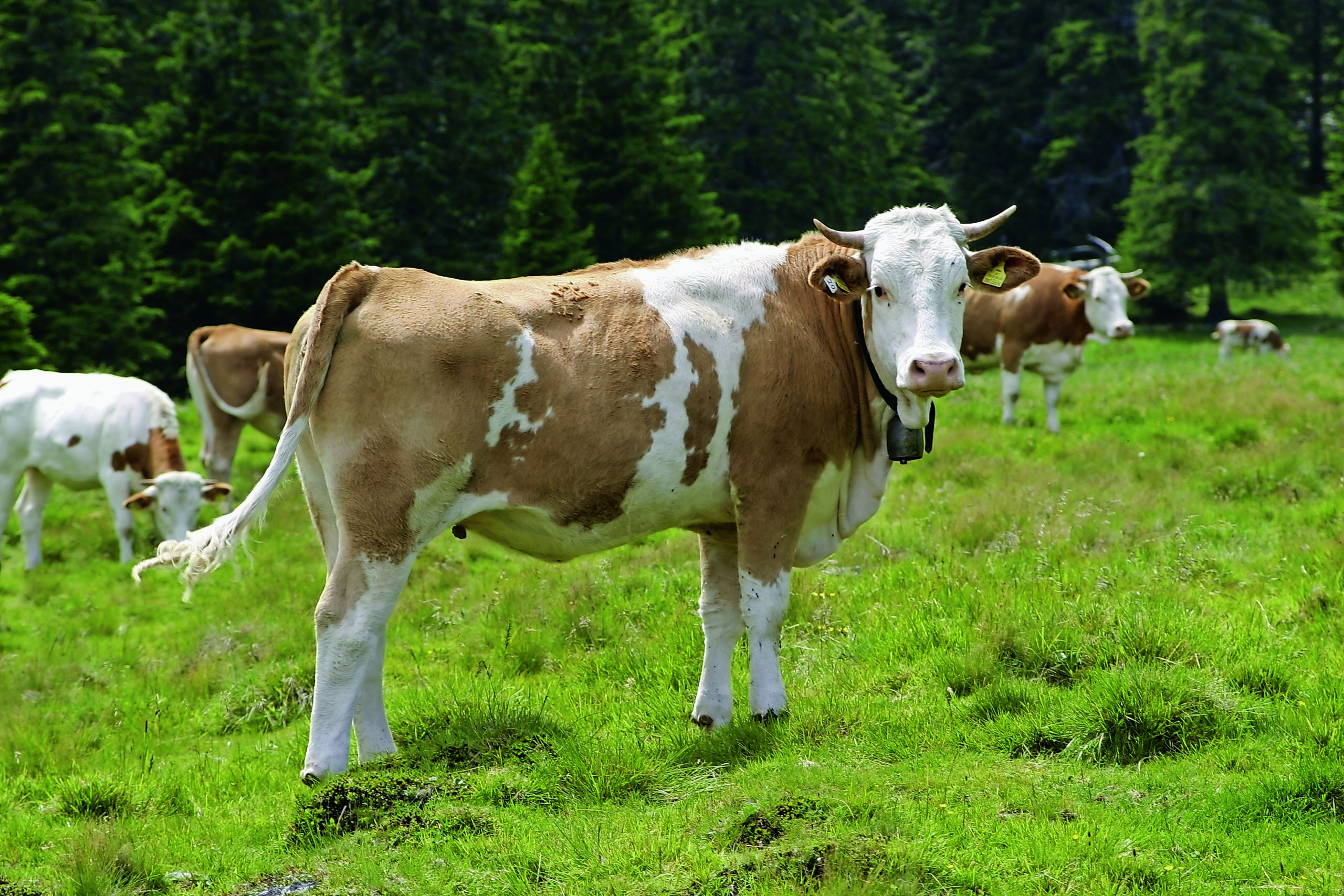 Nur mehr heimische Biokost