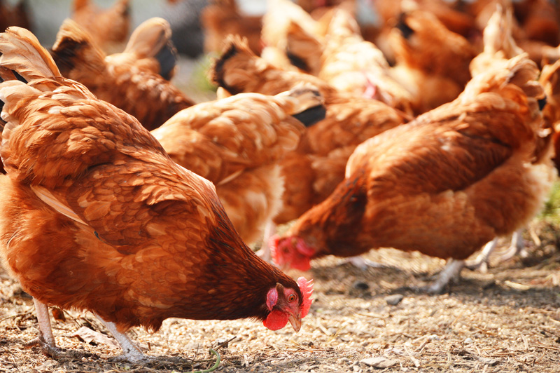 Woher kommt das Huhn?