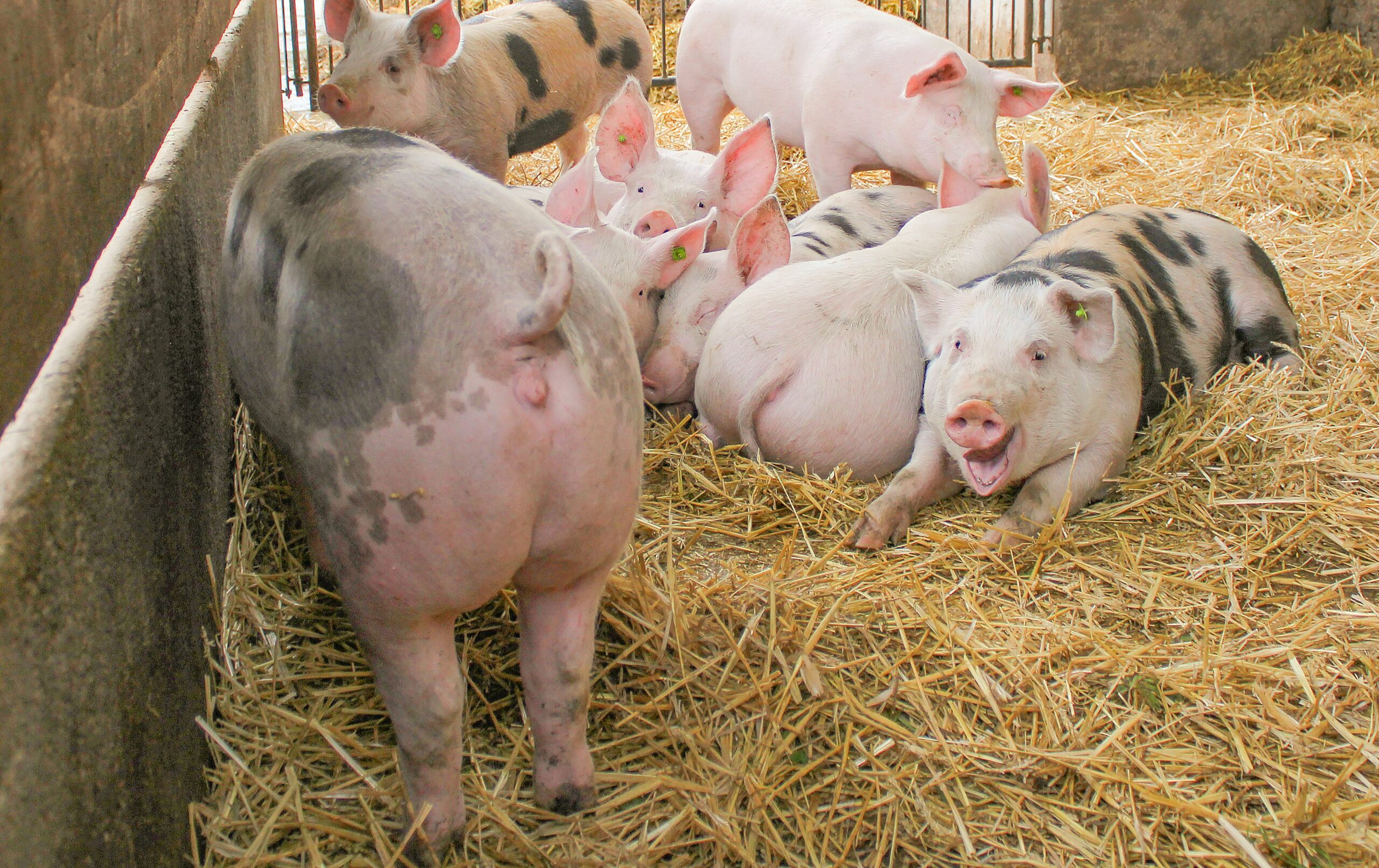 AMA-Gütesiegel: Parlament stimmt heute für Reform und Gentechnik-Freiheit
