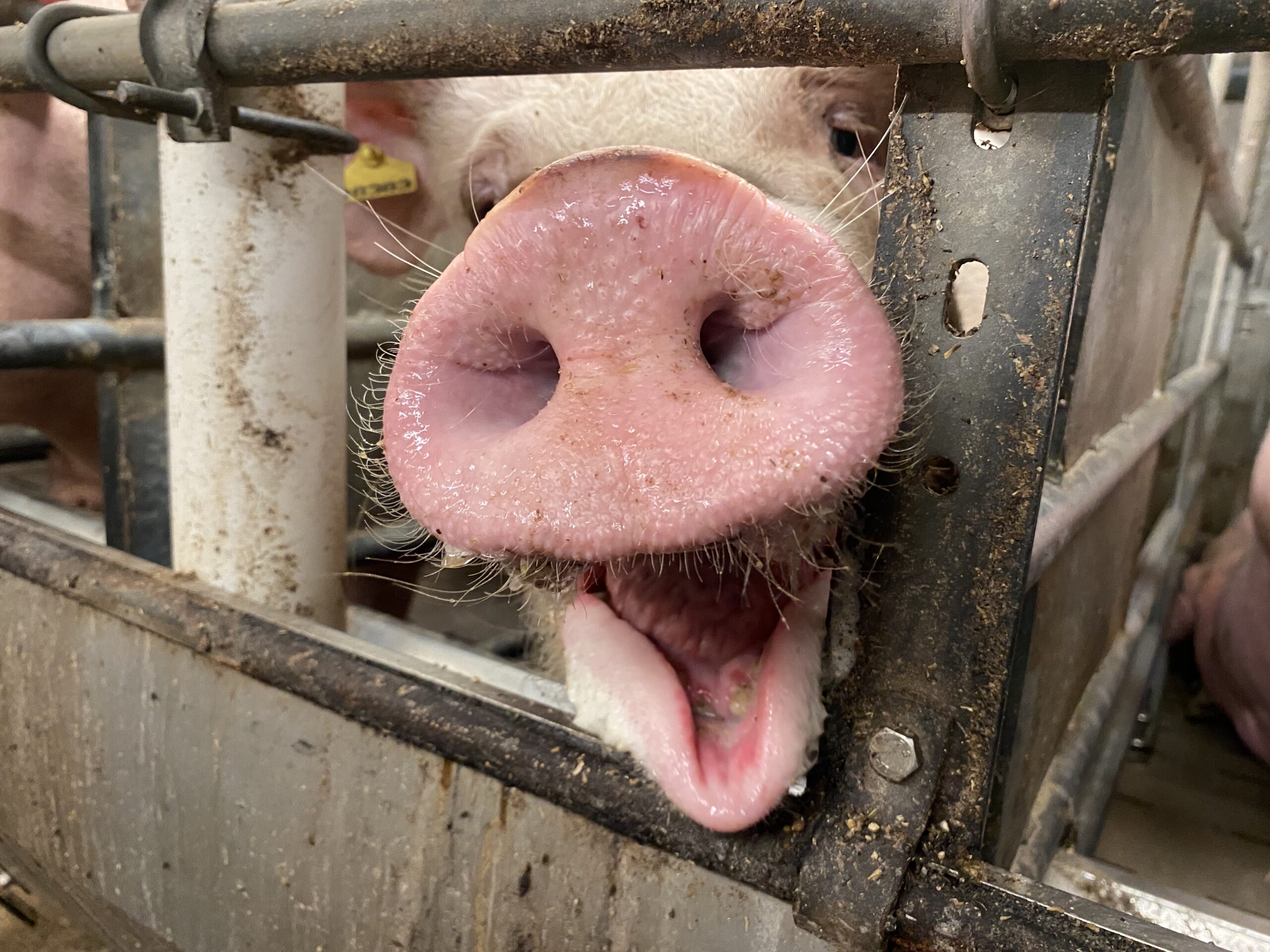 Integrativmedizin im Schweinestall