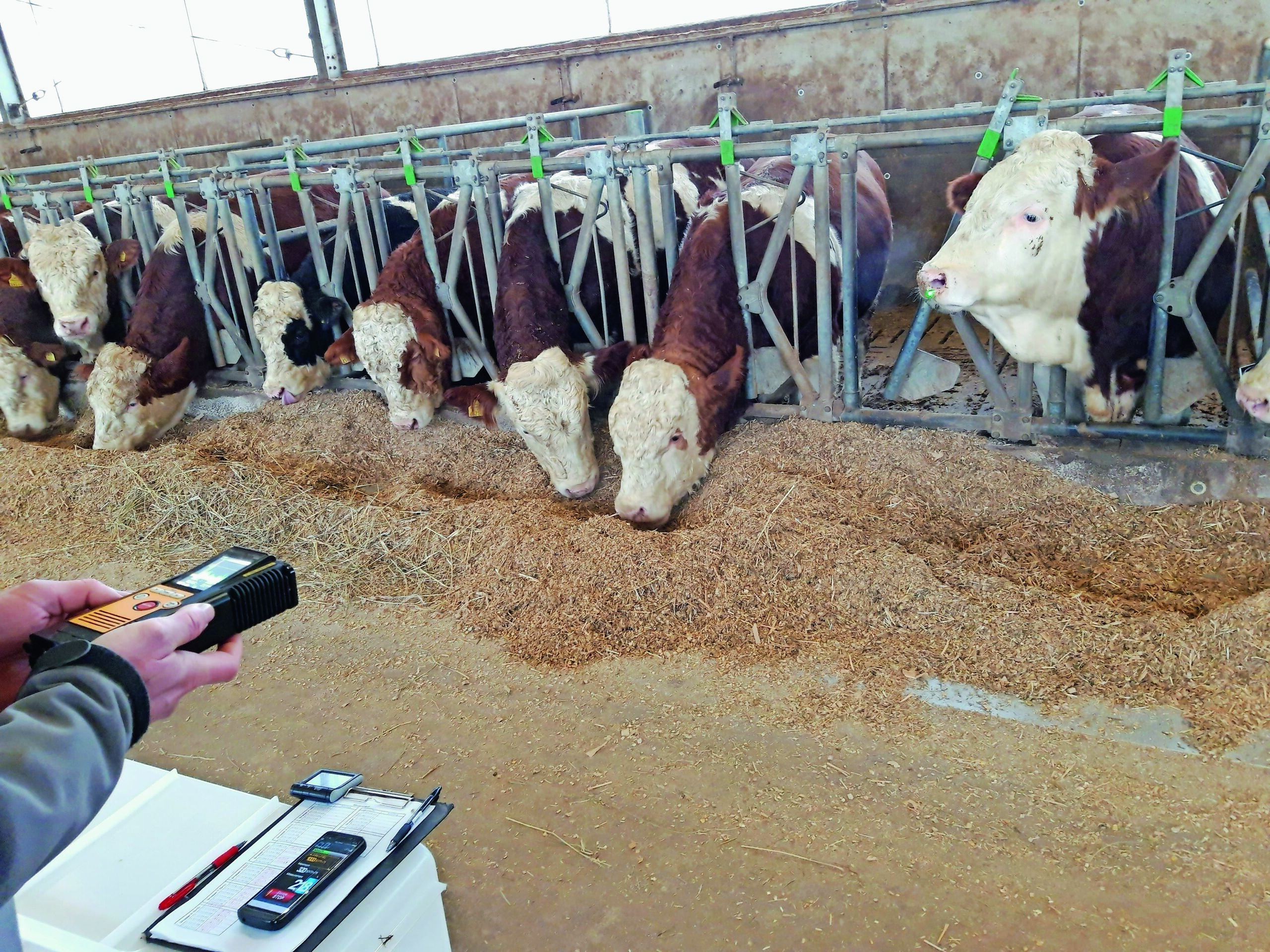 Rinder werden mit Zitronengras klimafreundlicher