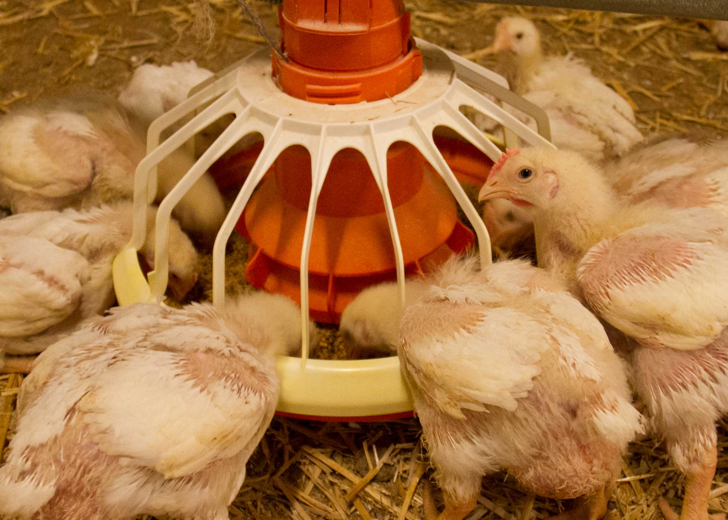 Preise von GVO-freiem Futter lassen Produzenten verzweifeln