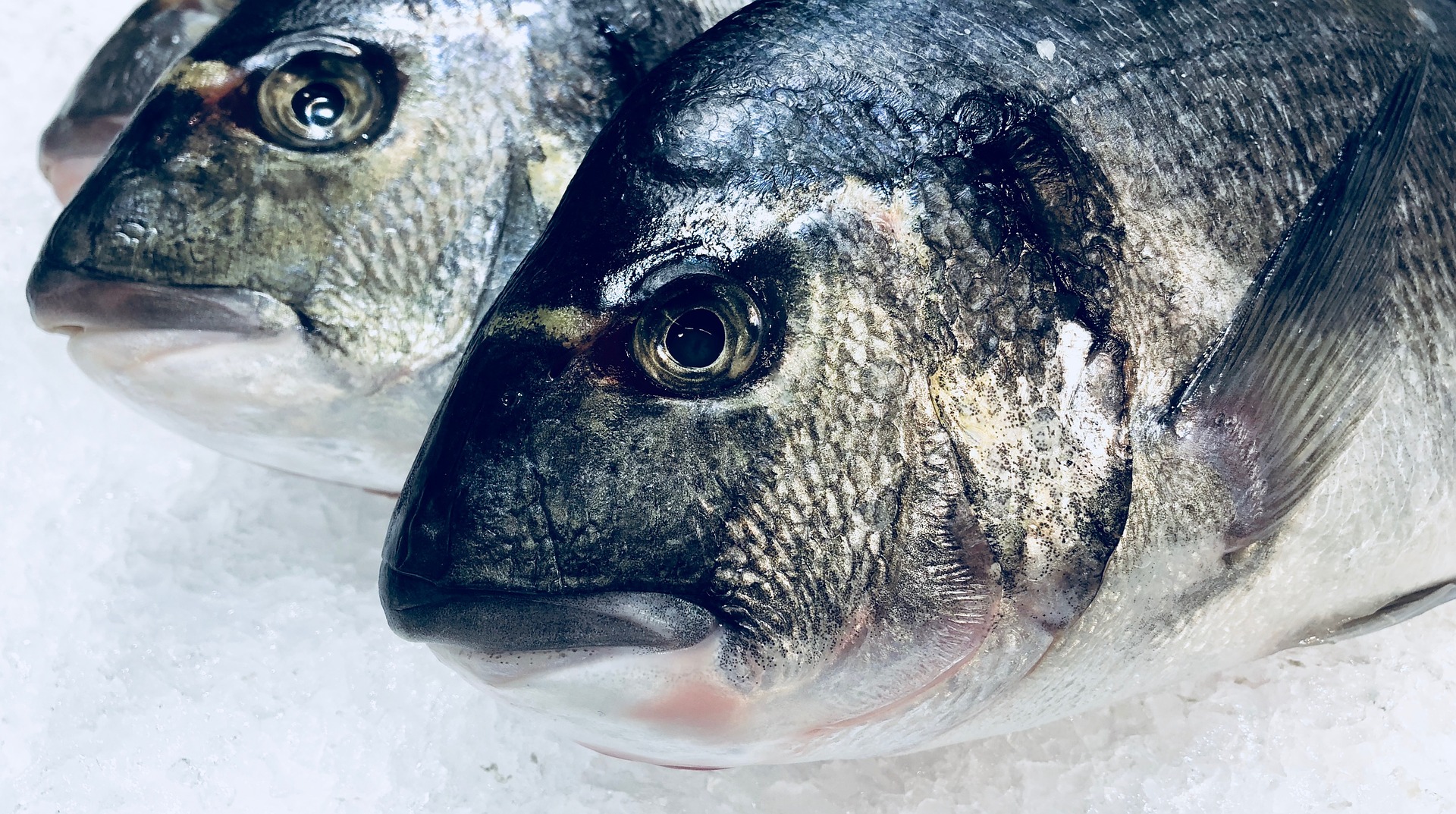 Dicker Fisch: Genom editierten Roten Meerbrassen in Japan zugelassen