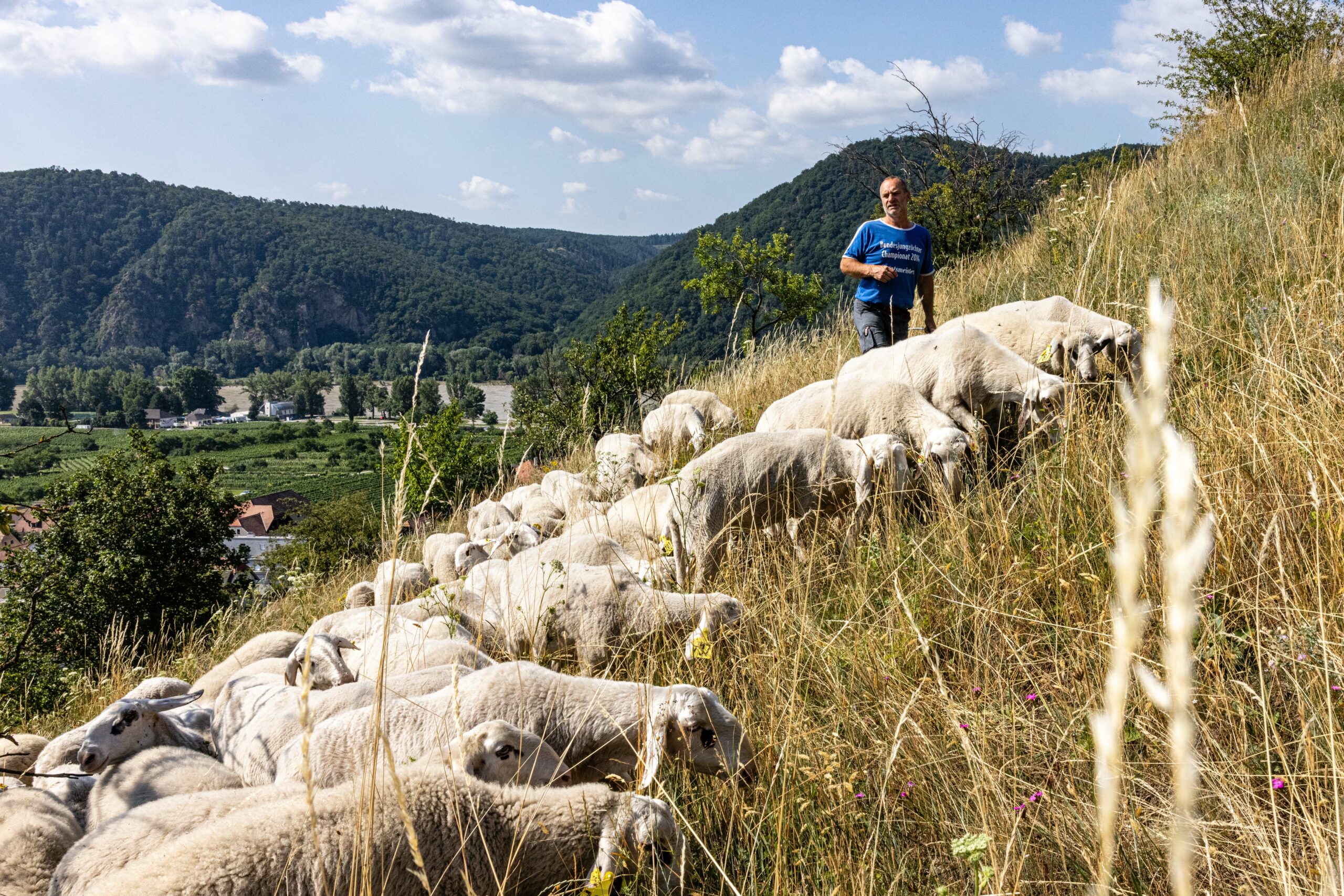 In der Wachau sind die Schafe los: Bio-Landwirt Franz Reiterlechner beweidet kostbare Flächen mit gefährdeten Schafrassen
