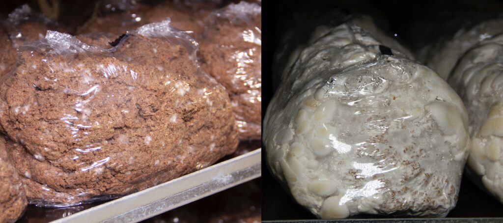 Der ursprünglich braune Nährbo­den samt Myzel wird nach einem „simulierten Sommer“ von vier Wochen fest und weiß, dann wird er geöffnet und der Pilz wächst weitere zwei Wochen bis zur Ernte im künstlichen Herbst.