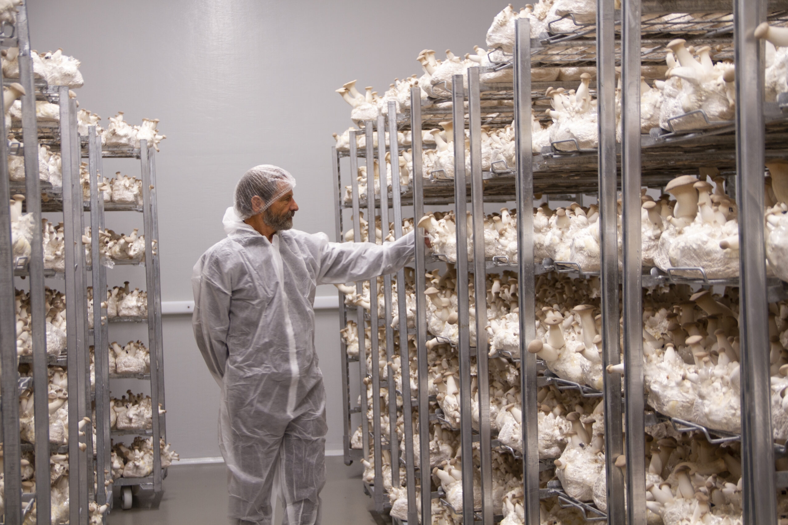 Hermann: Achtung, fertig … fleischlos!