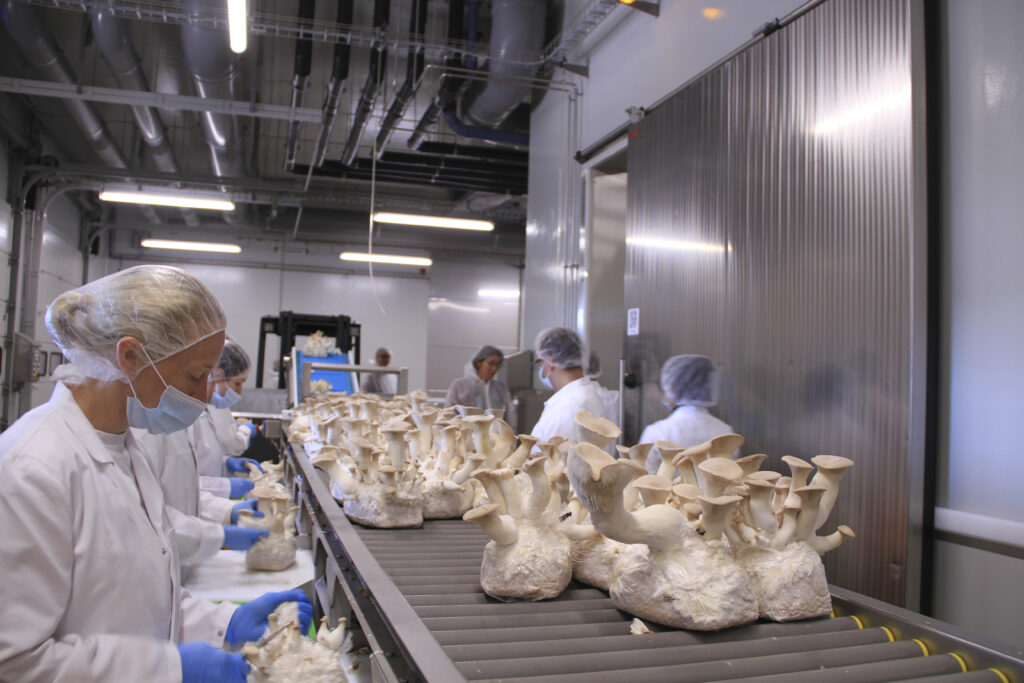 Die fertigen Kräuteseitlinge werden im Handbetrieb vom Nährboden geschnitten, dieser wird übrigens in einer Biogasanlage weiterverwertet. 