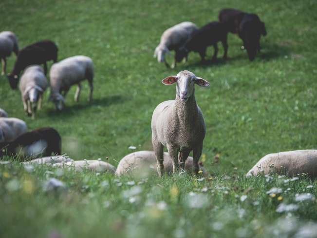 Nachfrage nach heimischen Lämmern steigt