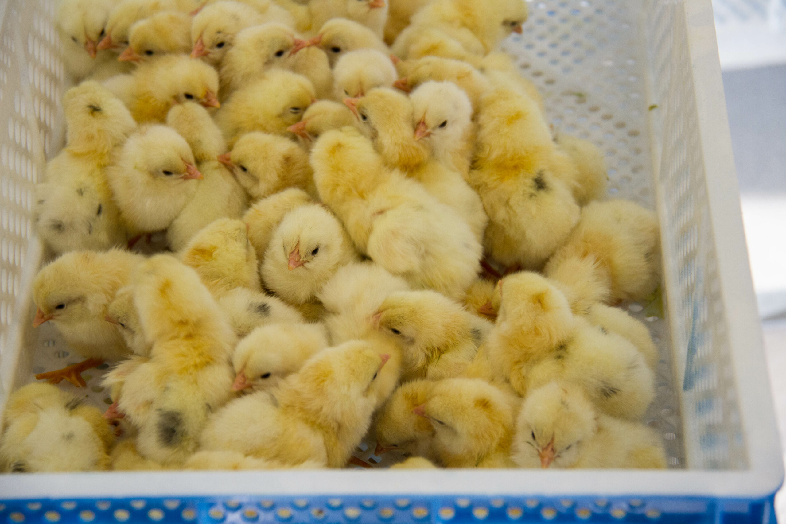 Neue Branchenlösung bringt Ende für grundloses Töten von Küken