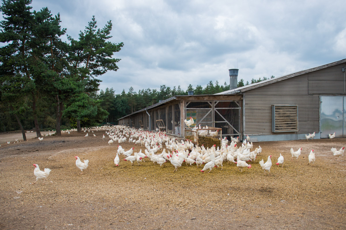 Neue Wege zur klimafreundlichen Eier-Produktion in Thüringen