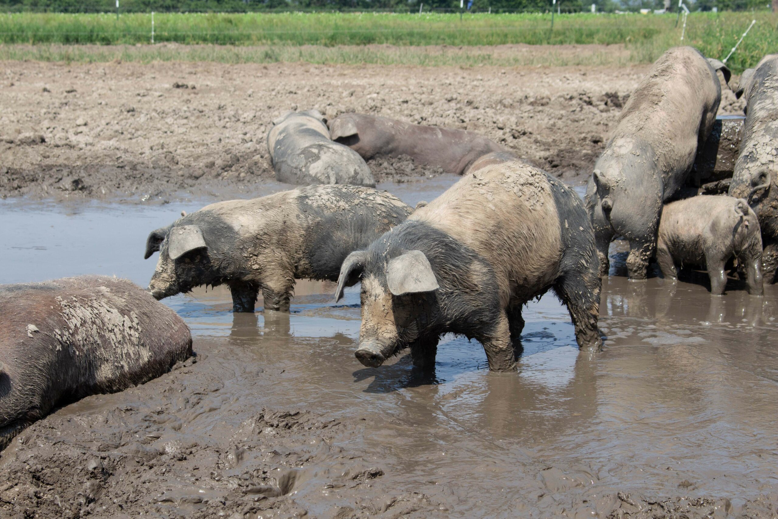 Haltungsbedingungen der Schweine spiegeln Konsumverhalten wider