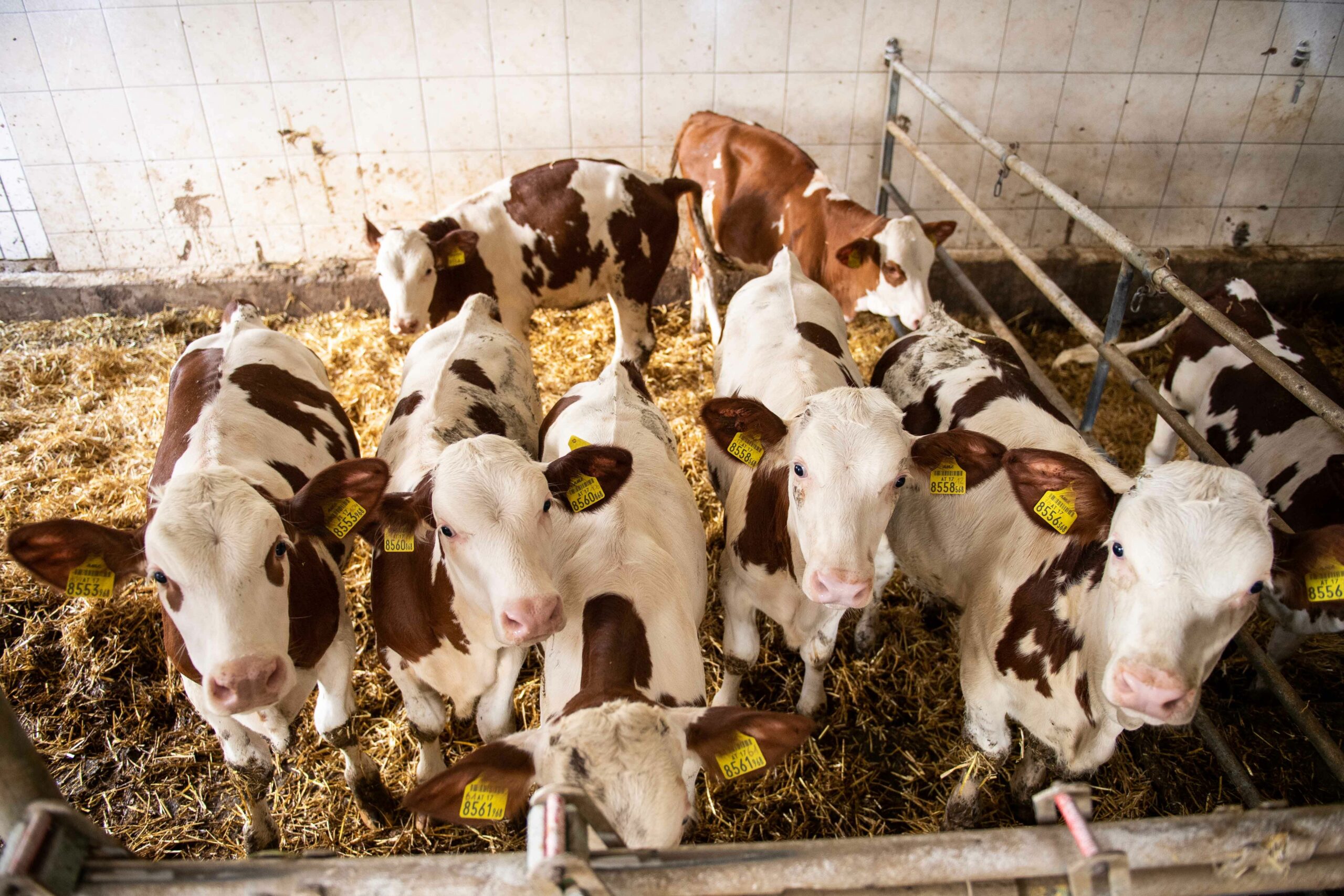 Petition gegen Keulung bei MKS: „Unsere Tiere dürfen nicht auf dem Altar des internationalen Handels geopfert werden“