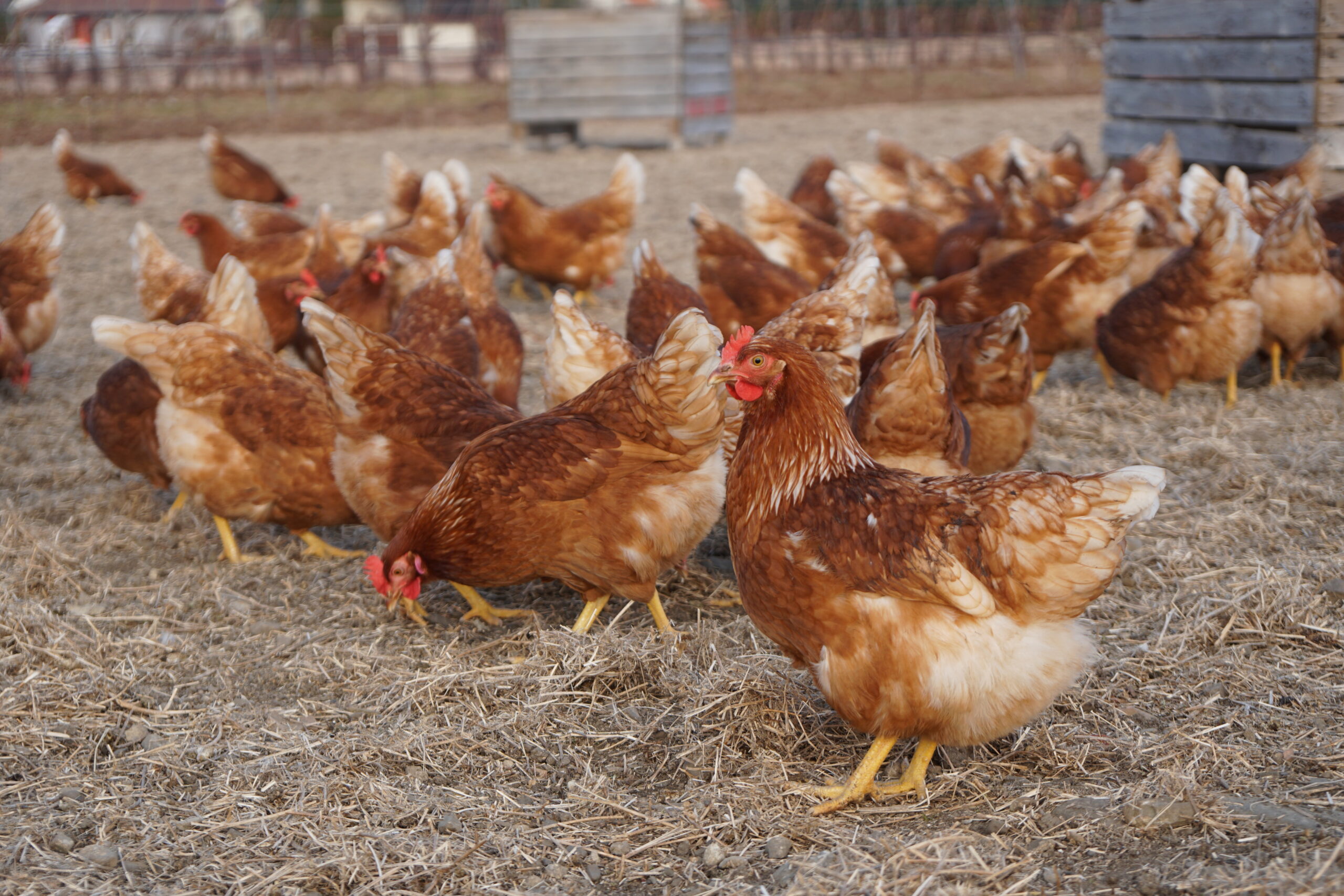 Eine Million Tonnen Co2 durch Donau Soja gespart