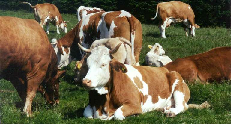 Tierschutzgesetz – neue Vorgaben in der Rinderhaltung