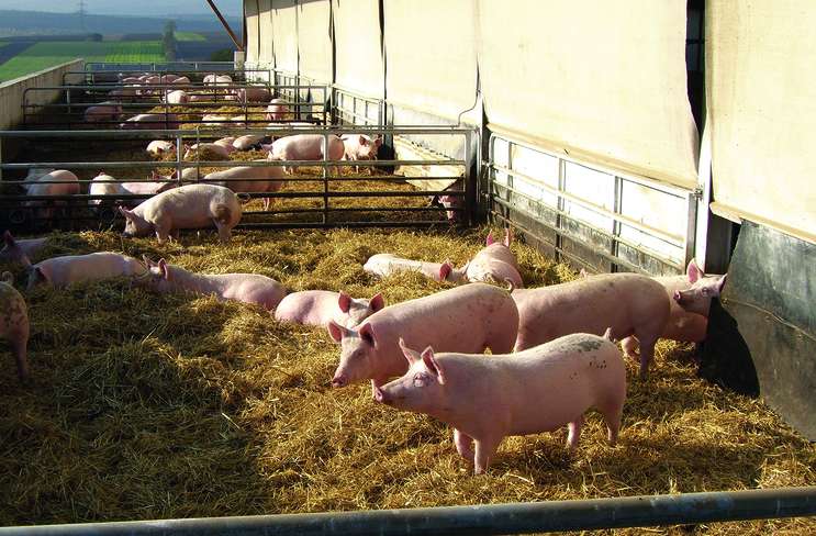 BOKU: Alles über den Masterstudium Nutztierwissenschaften