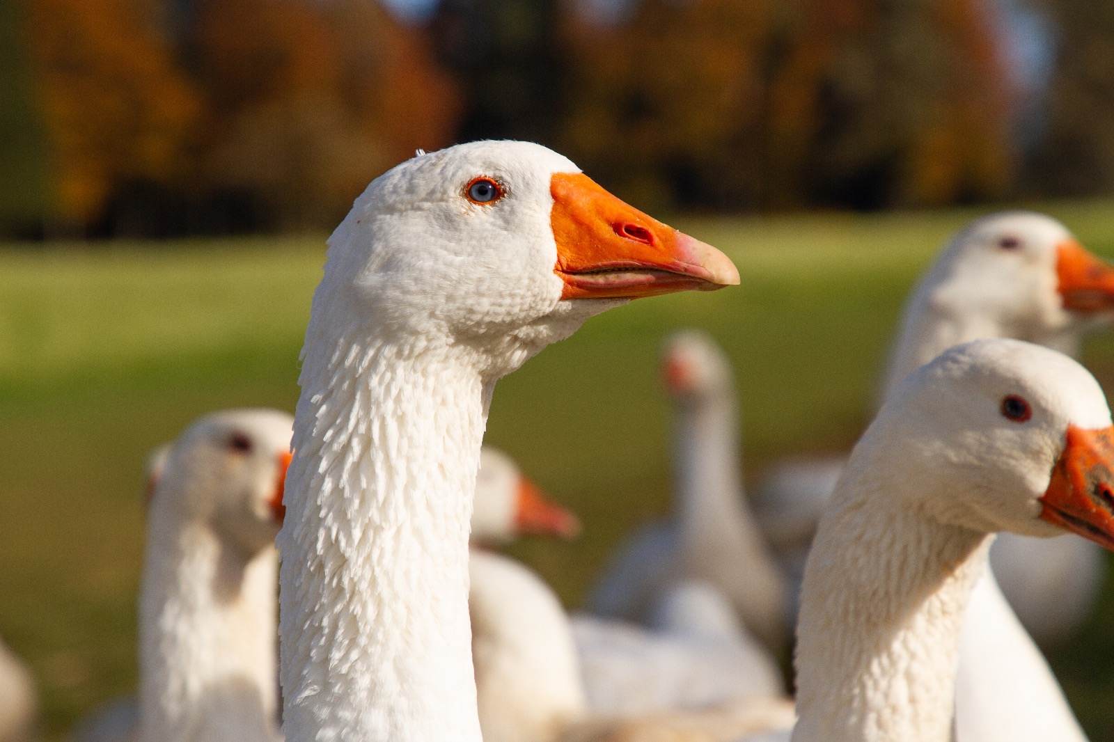 Jede österreichische Gans hat Auslauf