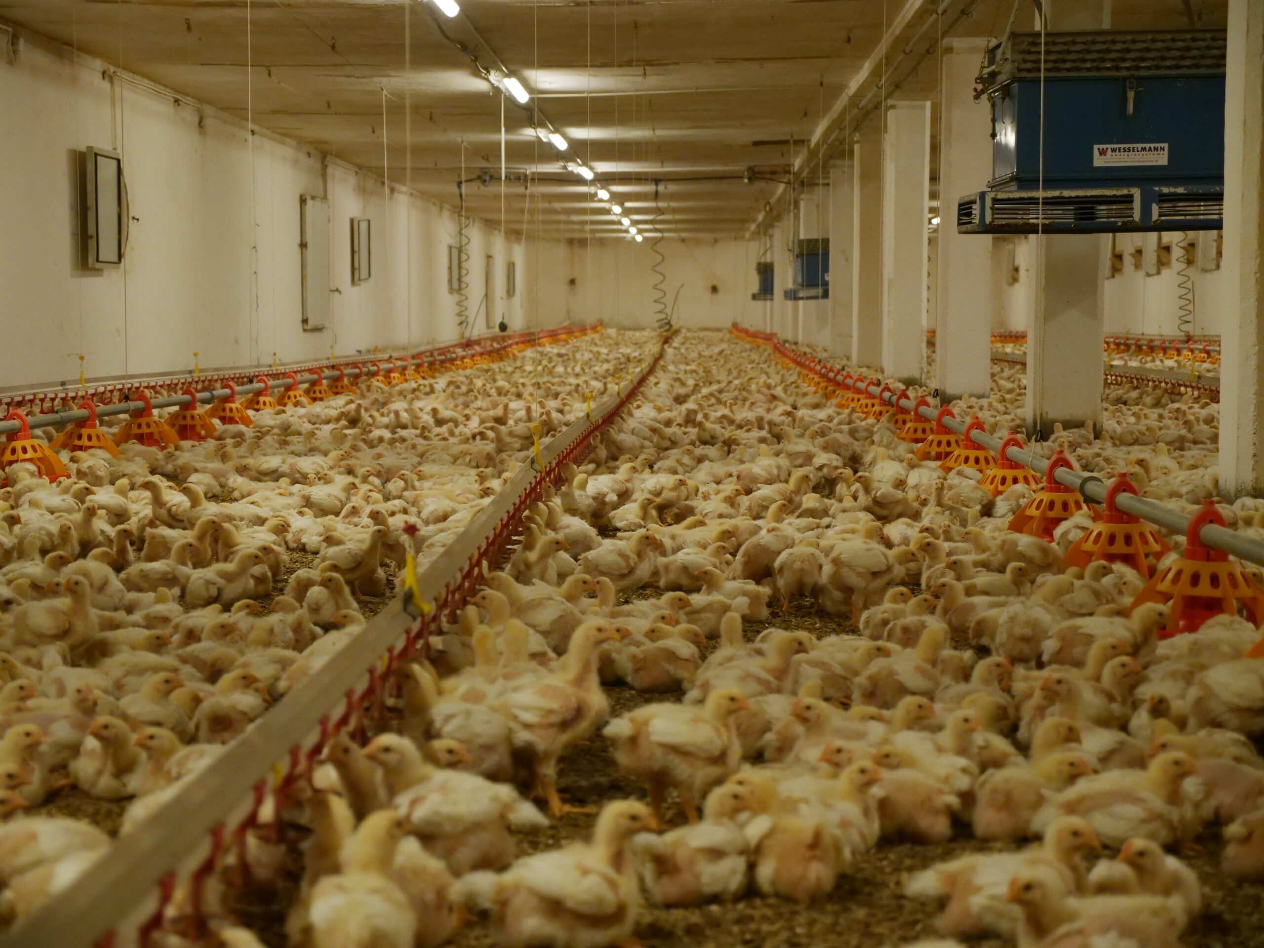 Aufgedeckt: Hühner eiskalt überfahren