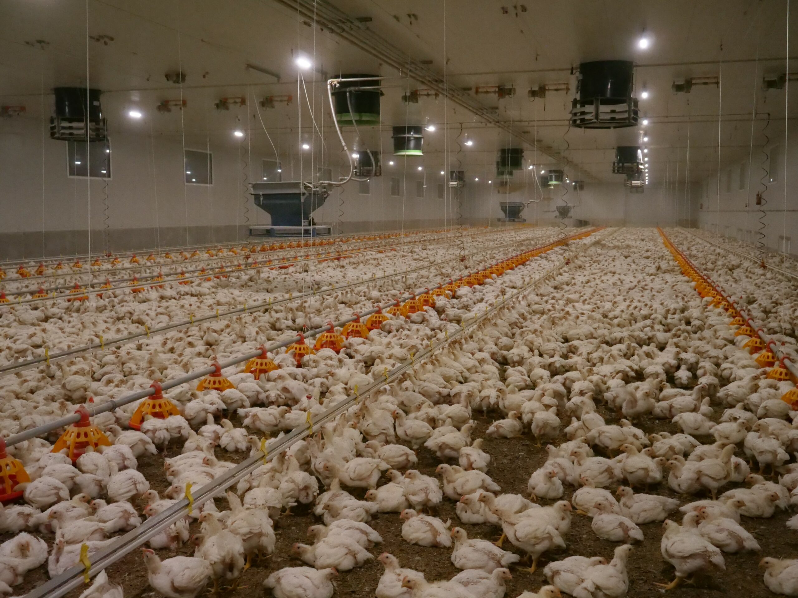 VGT: Hühnermast-Skandal in zwei weiteren Betrieben
