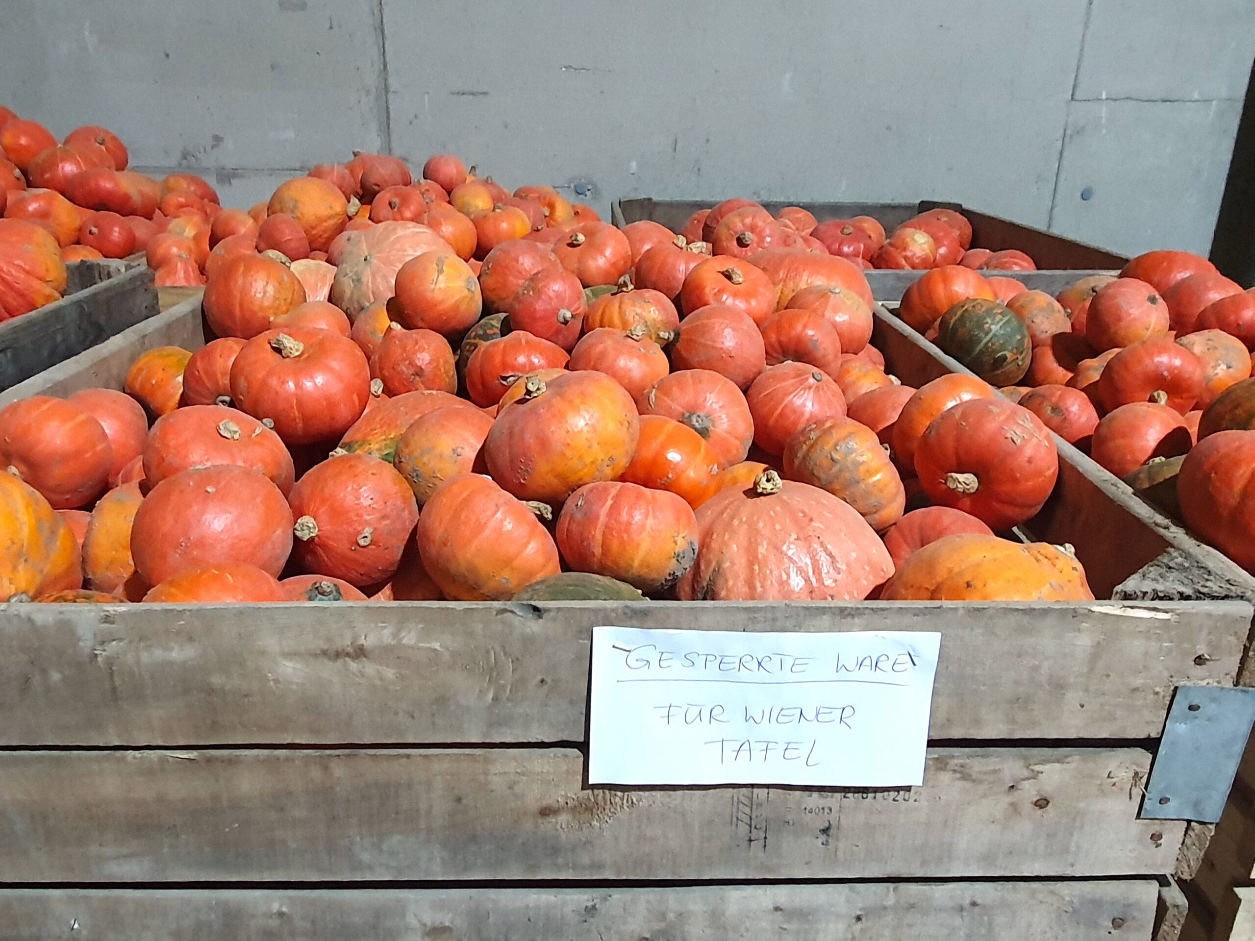 Vom Feld in die Tonne?! Wiener Tafel fordert Verbesserung