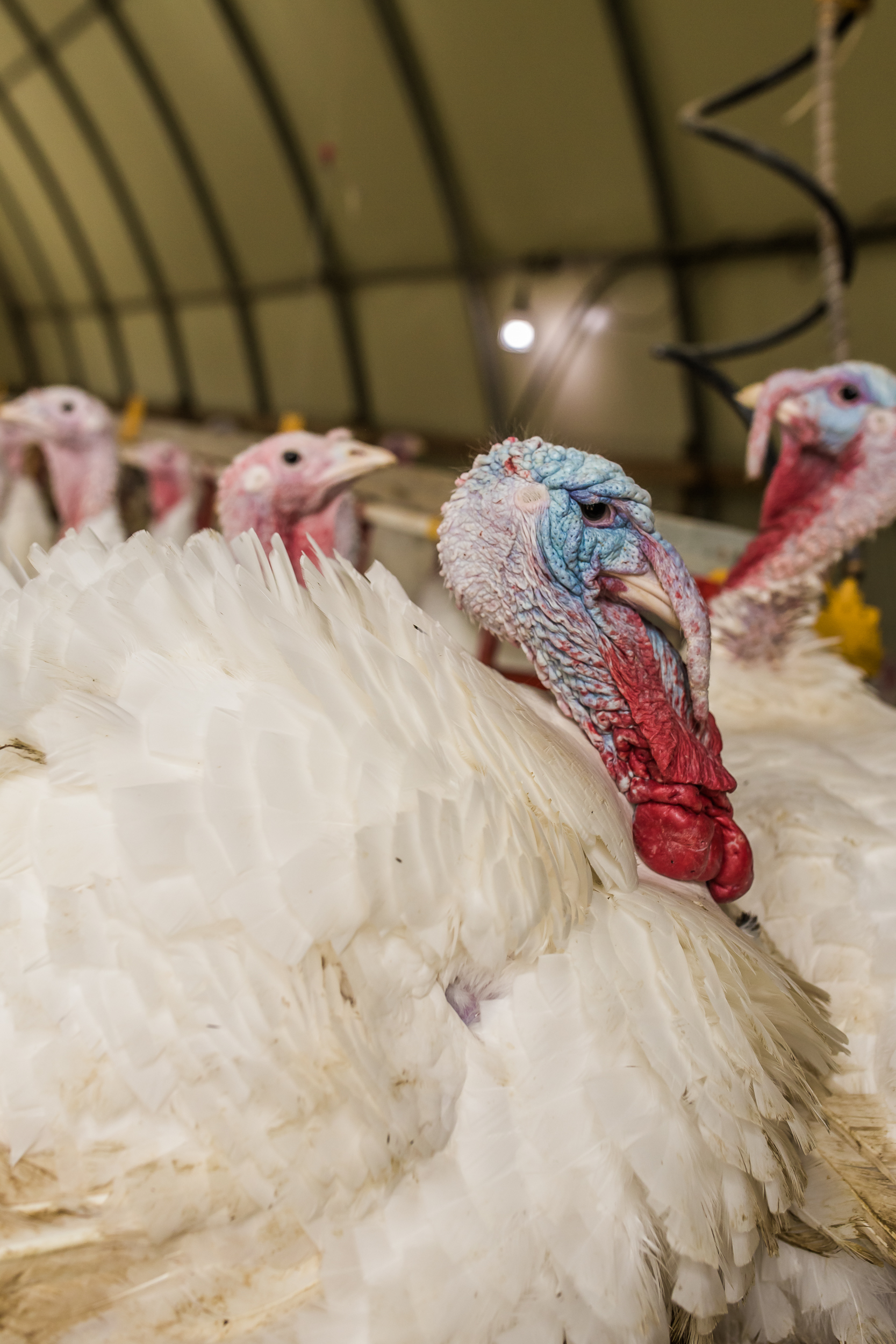 Lebensmittelgipfel: Hohes Tierwohl nicht dem Diktat des Preises opfern