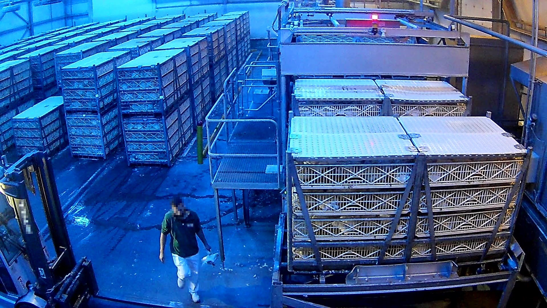 Tierquälerei in Schlachthöfe: Wie viele Skandale braucht es noch?