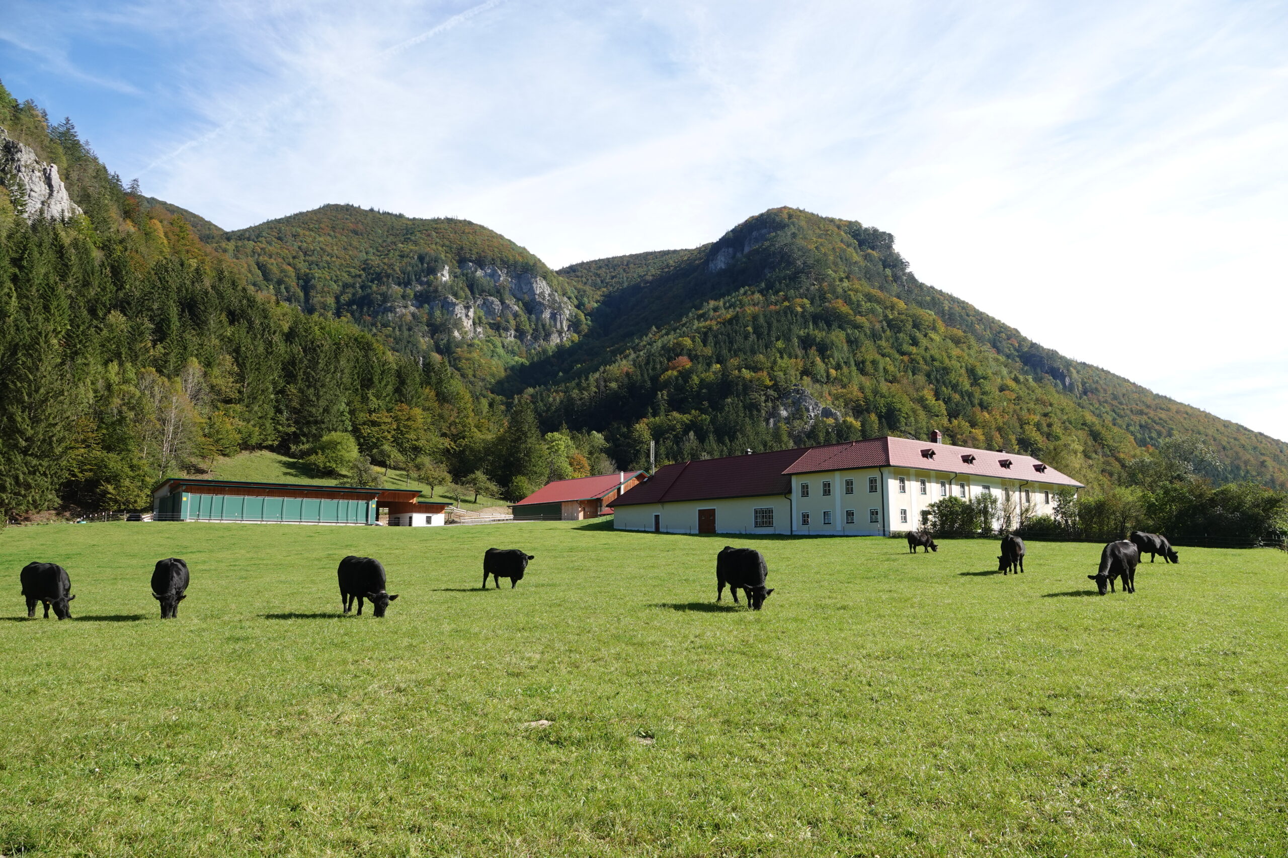 Bio-Angus-Fleisch vom und am Kandlhof – nächster „Ab-Hof-Tag” am 11. März 2023