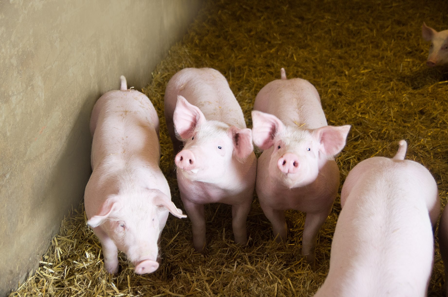 Klendorf: Alles für das Tierwohl und für gute Fleischqualität