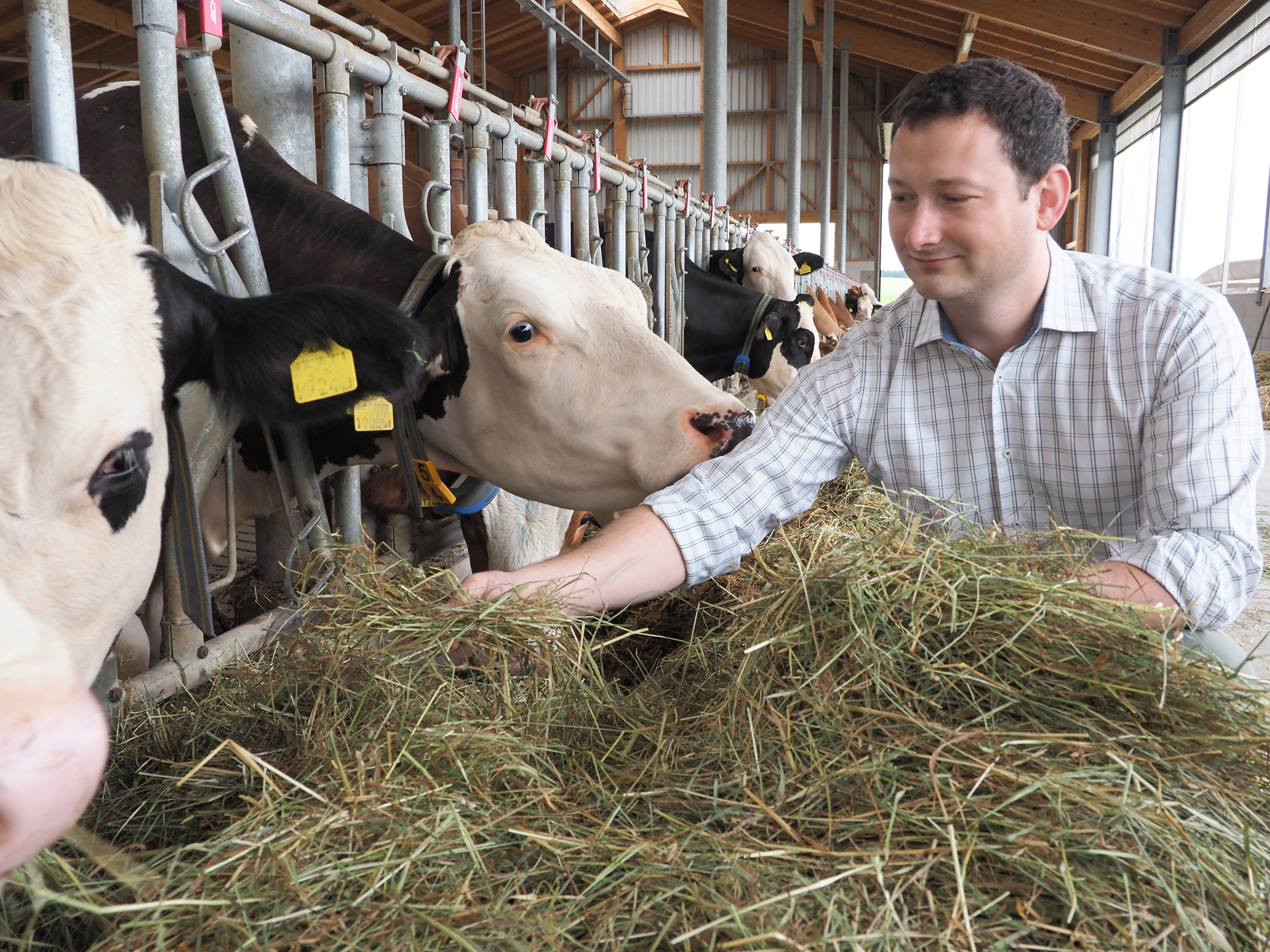 Rinder sind keine Klimakiller
