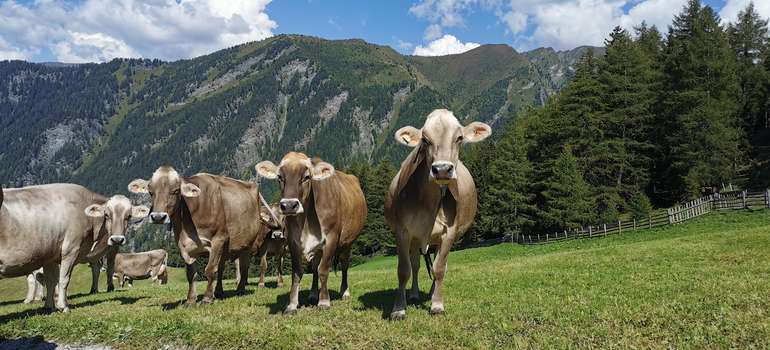 Rinderhaltung ausgenommen: EU-Abgeordnete verhindern Belastung für Landwirtschaft