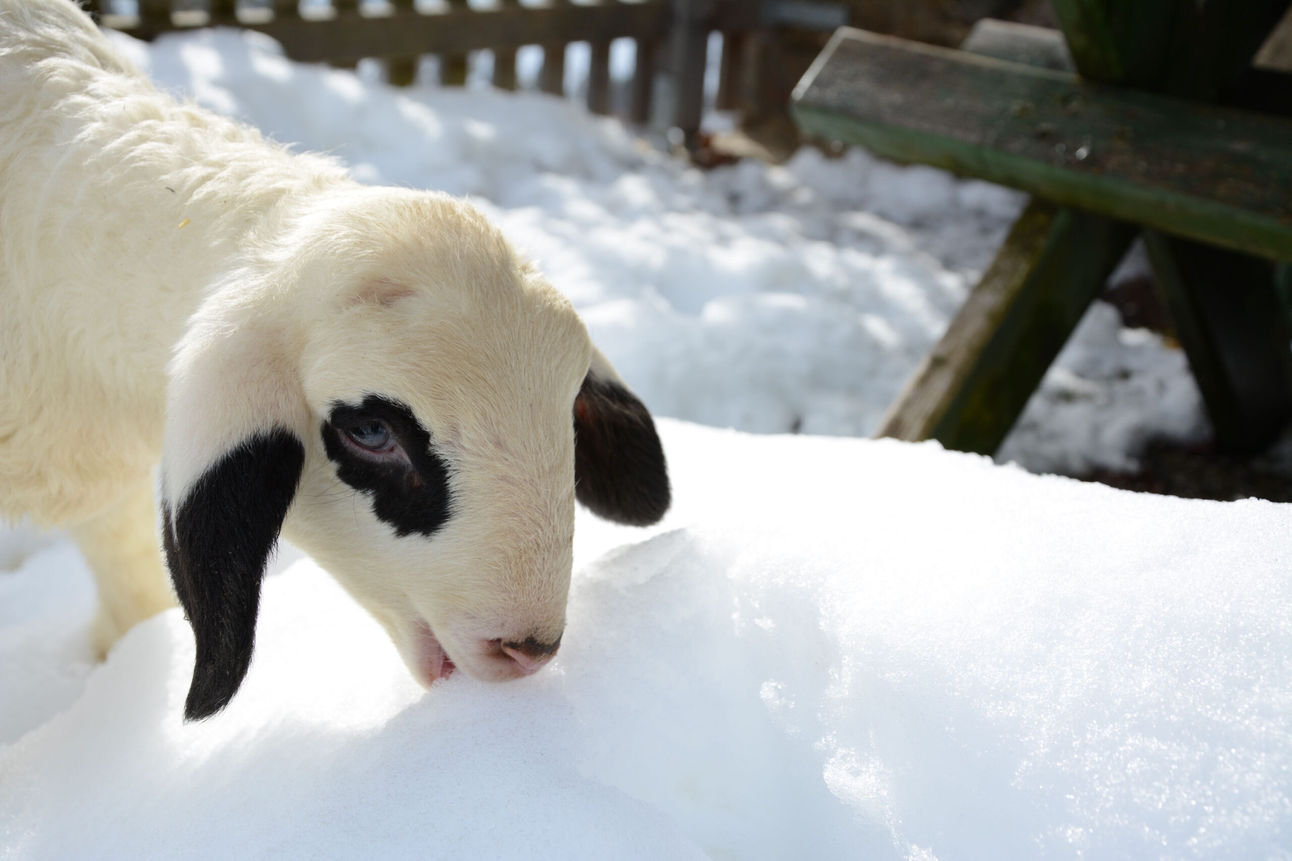 Agrar-Umweltprogramm ÖPUL fördert Erhalt seltener Nutztierrassen