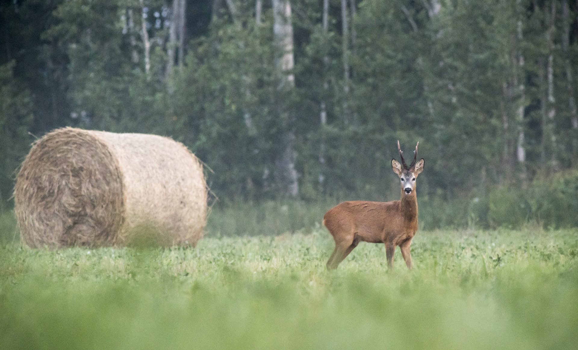 Wildbret: Aus dem Wald auf den Teller