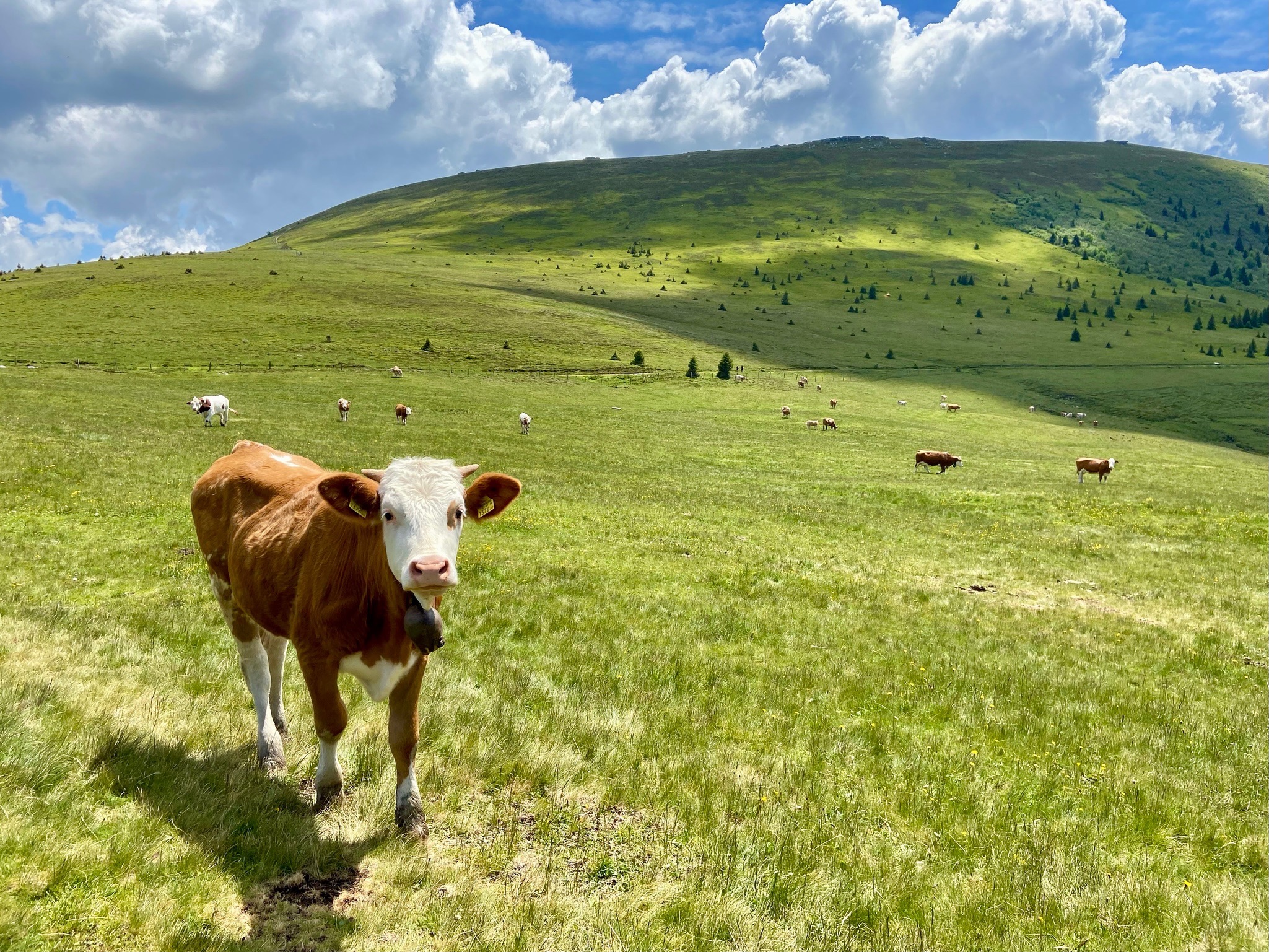 Land schafft Leben: Klima, Kühe und Konsum