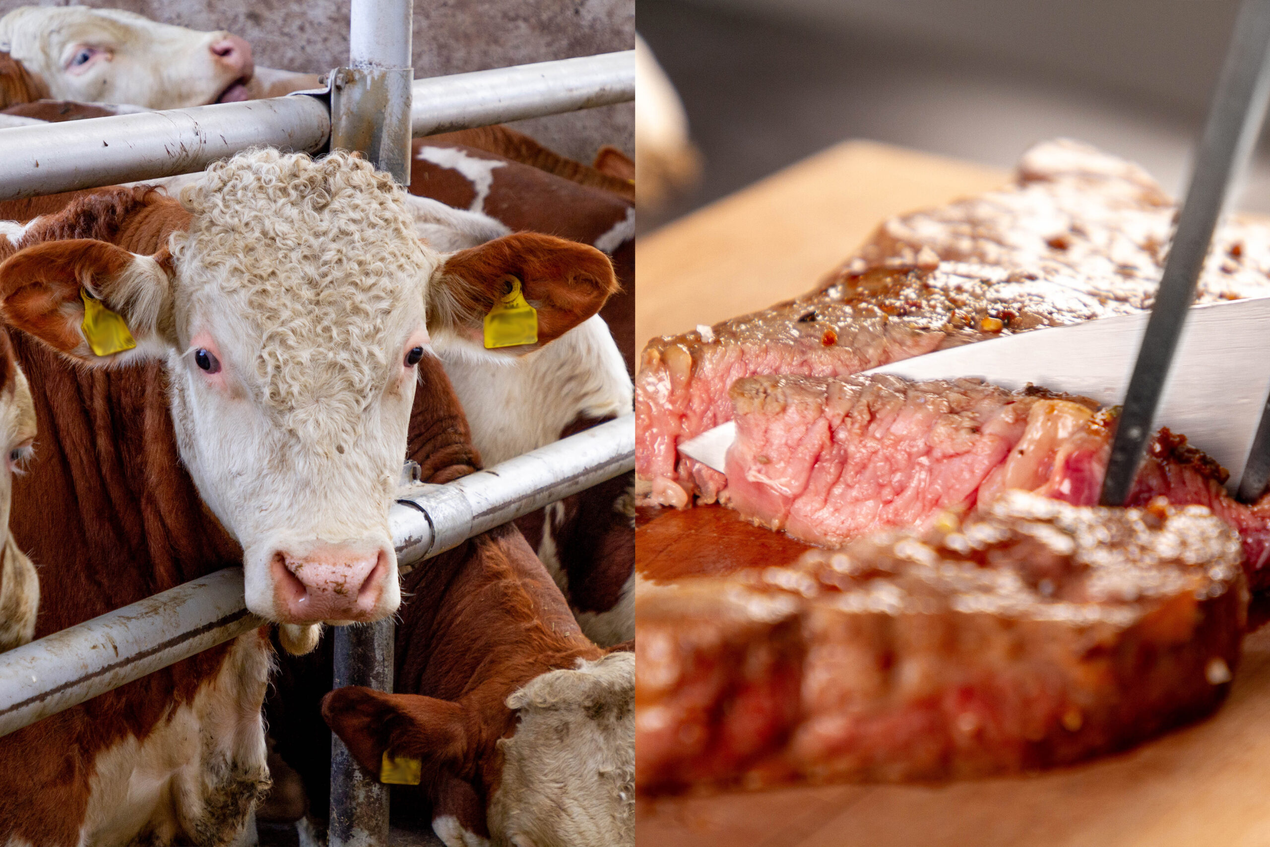 Rindfleischproduktion in Österreich: Land schafft Leben enthüllt Zielkonflikte zwischen Ansprüchen und Konsumverhalten