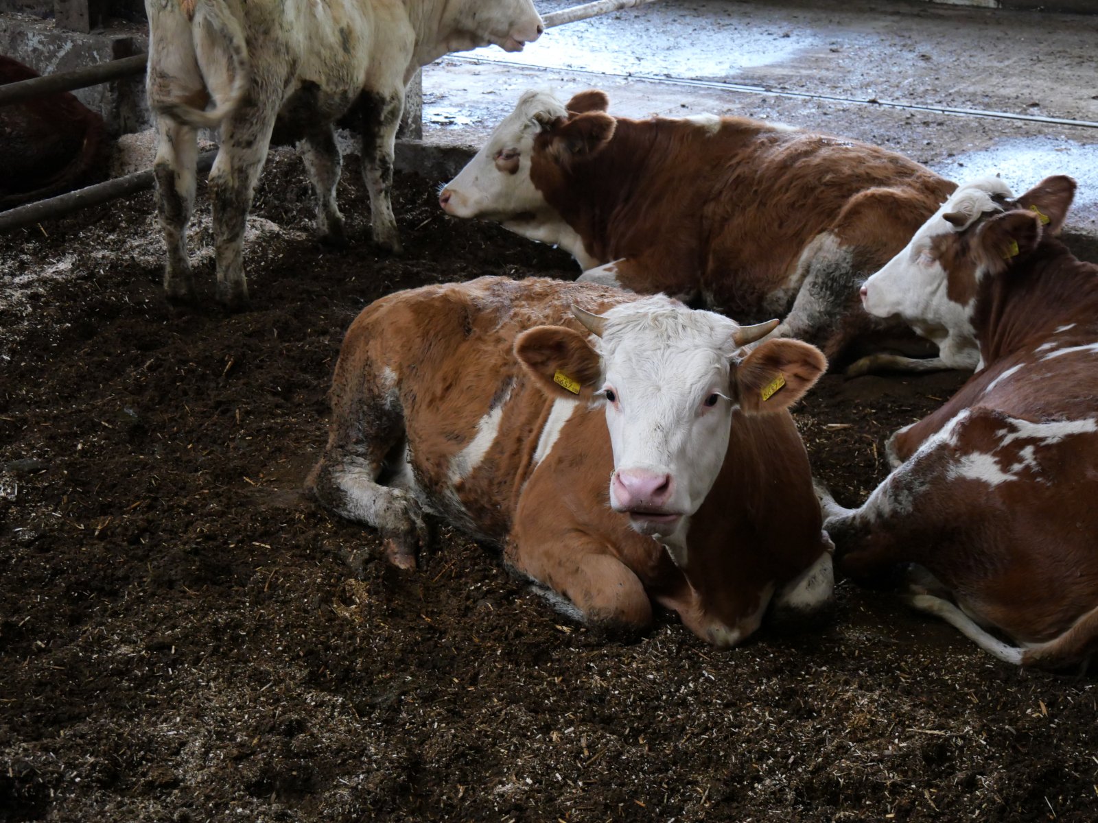 Hütthaler optimiert die Rinderhaltung mit alternativer Mehrflächenbucht