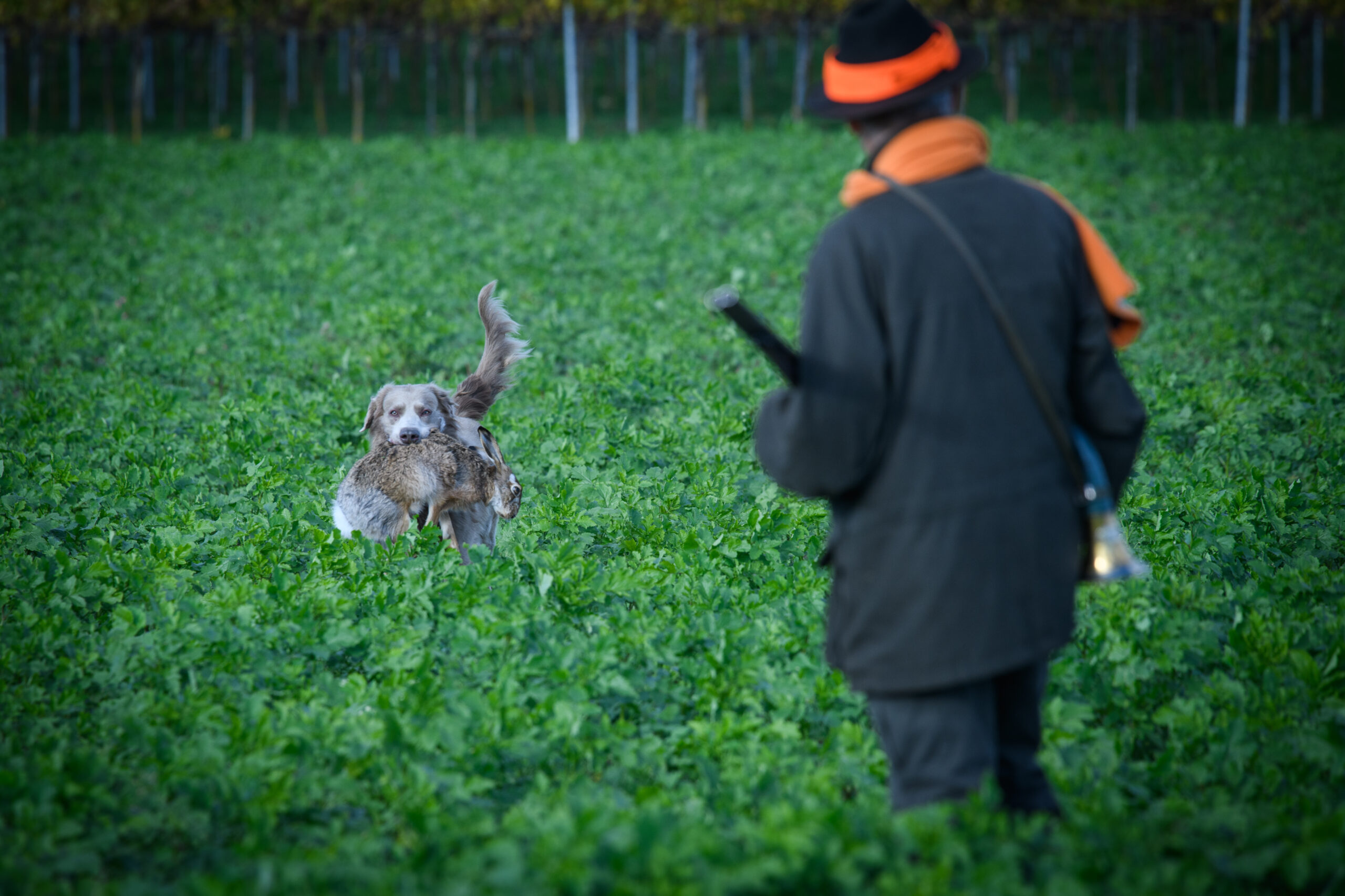 Es gibt was hinter die Löffel: Hase in der Küche