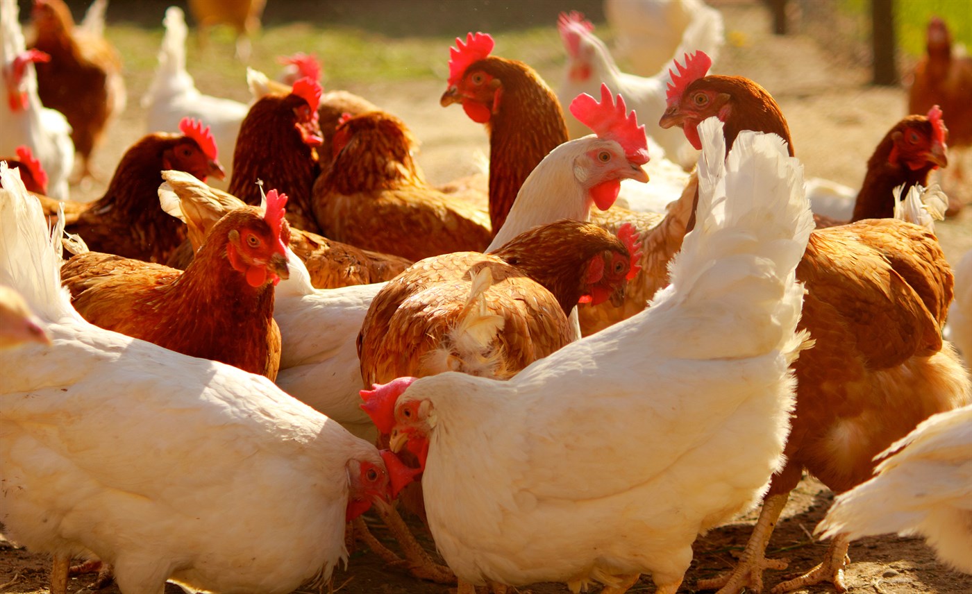 Steiermark: Insolvenz beim Geflügelhof Reicher