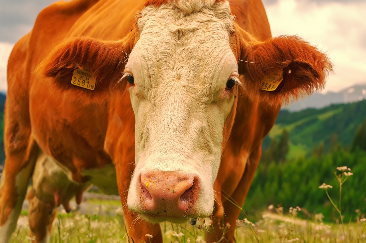 Milchexporte 2023 auf Rekordniveau: Österreichische Qualität überzeugt im internationalen Markt